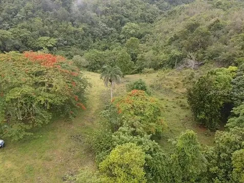 Pr 6684 Buena Vista Km Hm 2.5 Morovis PR 00687