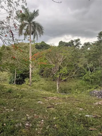 Pr 6684 Buena Vista Km Hm 2.5 Morovis PR 00687