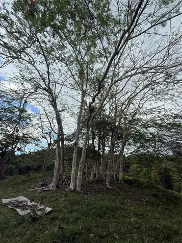 Pr 6684 Buena Vista Km Hm 2.5 Morovis PR 00687
