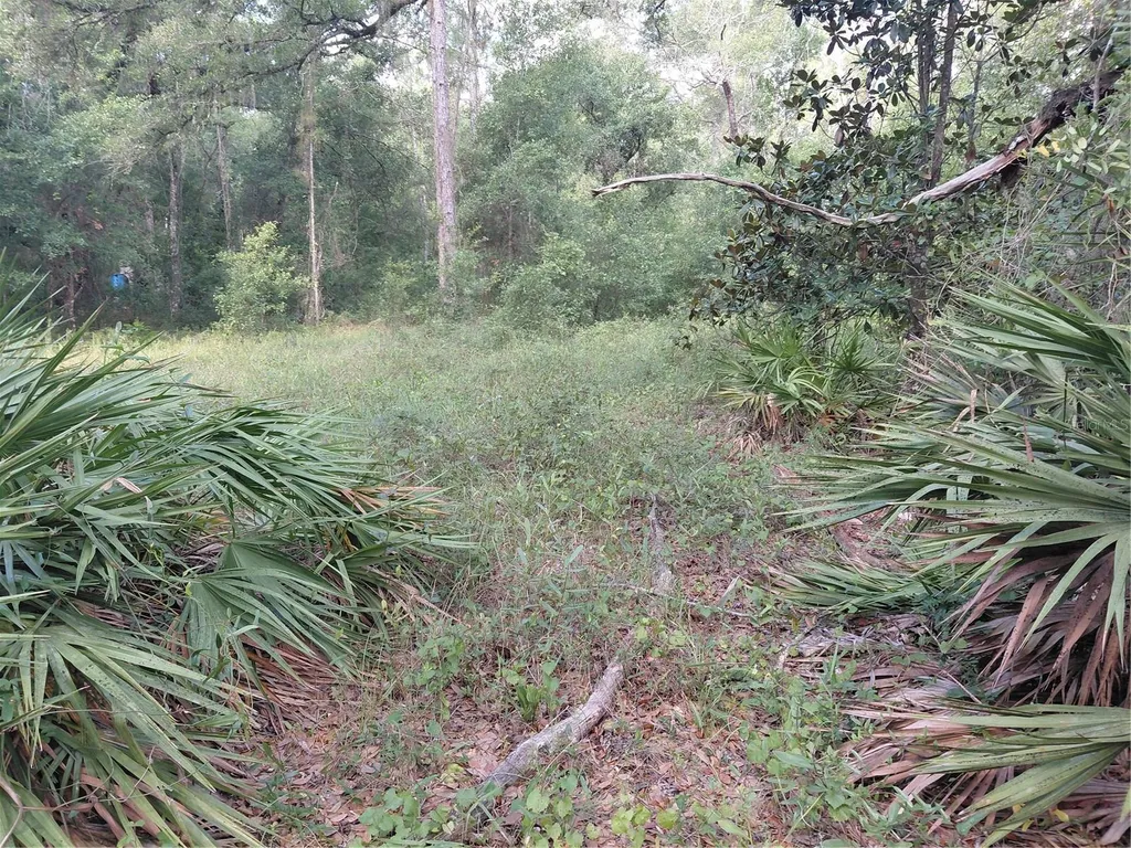 Pinon Drive Webster FL 33597