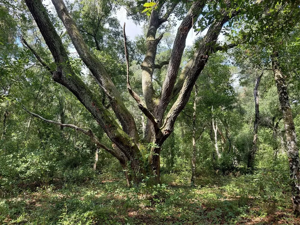 Pinon Drive Webster FL 33597