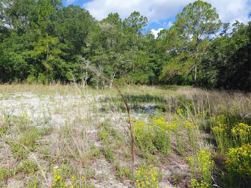 Pinon Drive Webster FL 33597