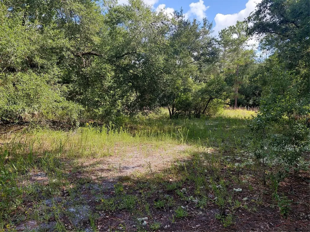 Pinon Drive Webster FL 33597
