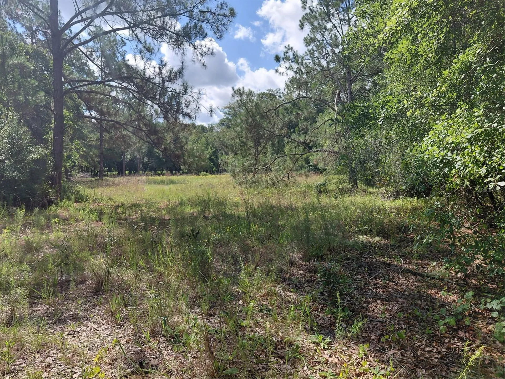 Pinon Drive Webster FL 33597