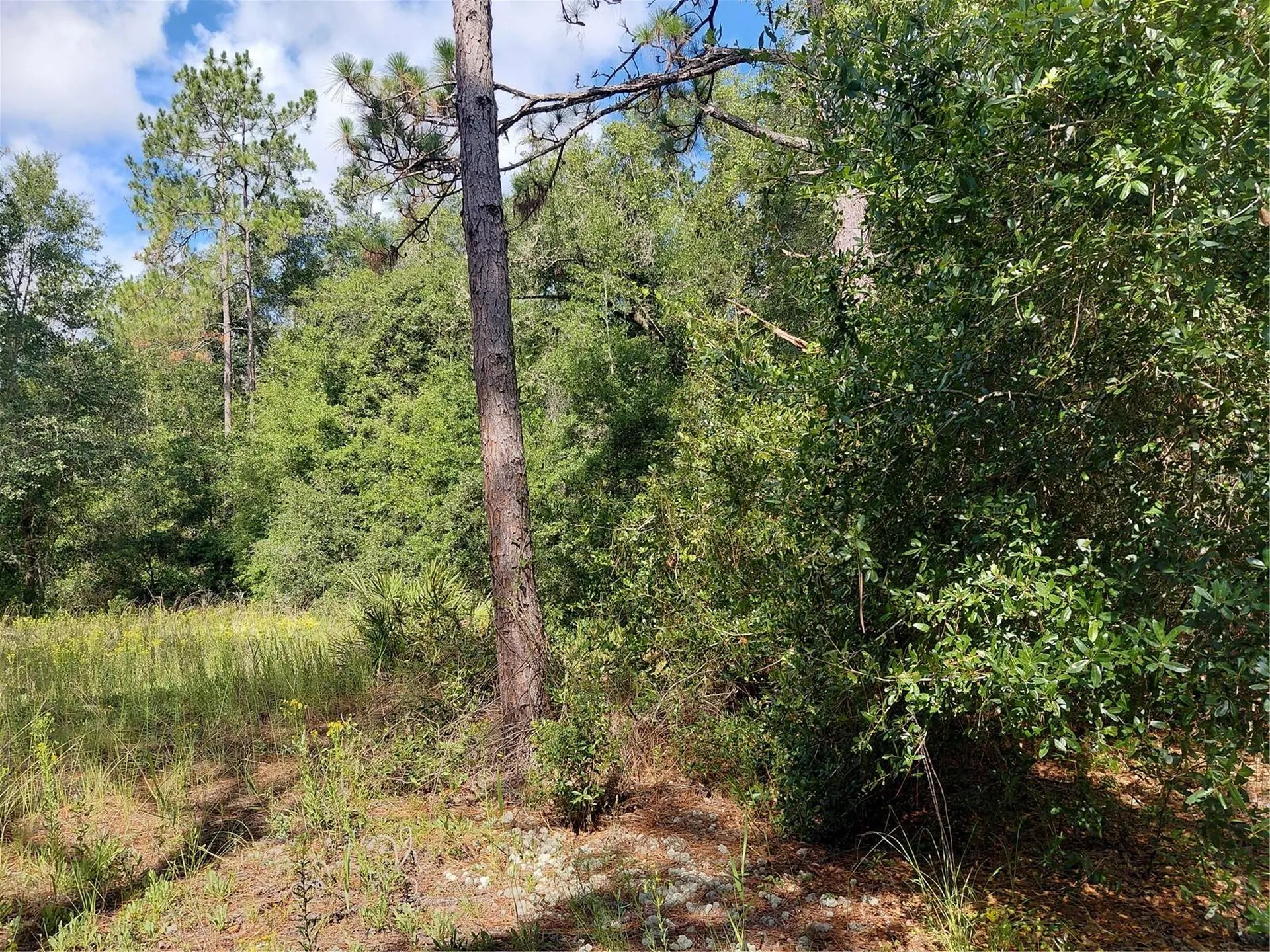 Pinon Drive Webster FL 33597