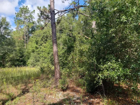 Pinon Drive Webster FL 33597