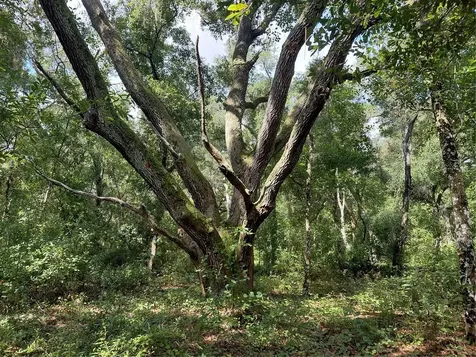 Pinon Drive Webster FL 33597