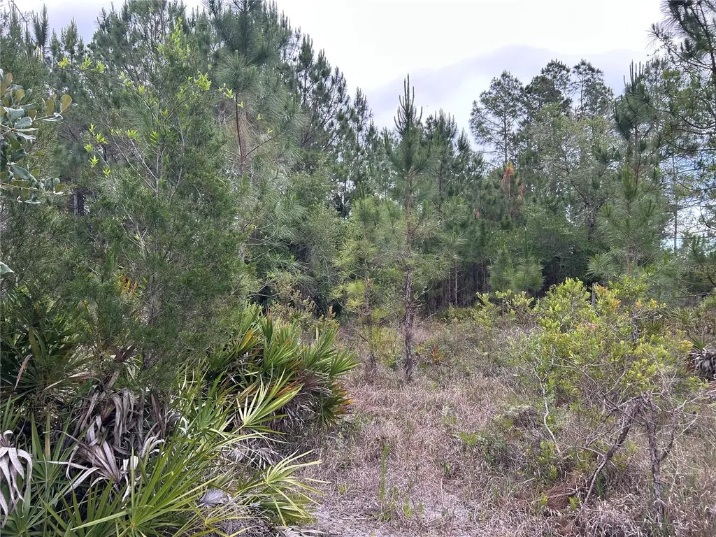 0000 SE 60th Avenue Morriston FL 32668
