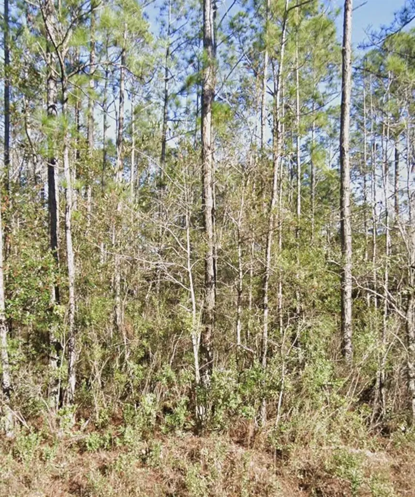 10460 Dillon Avenue Hastings FL 32145