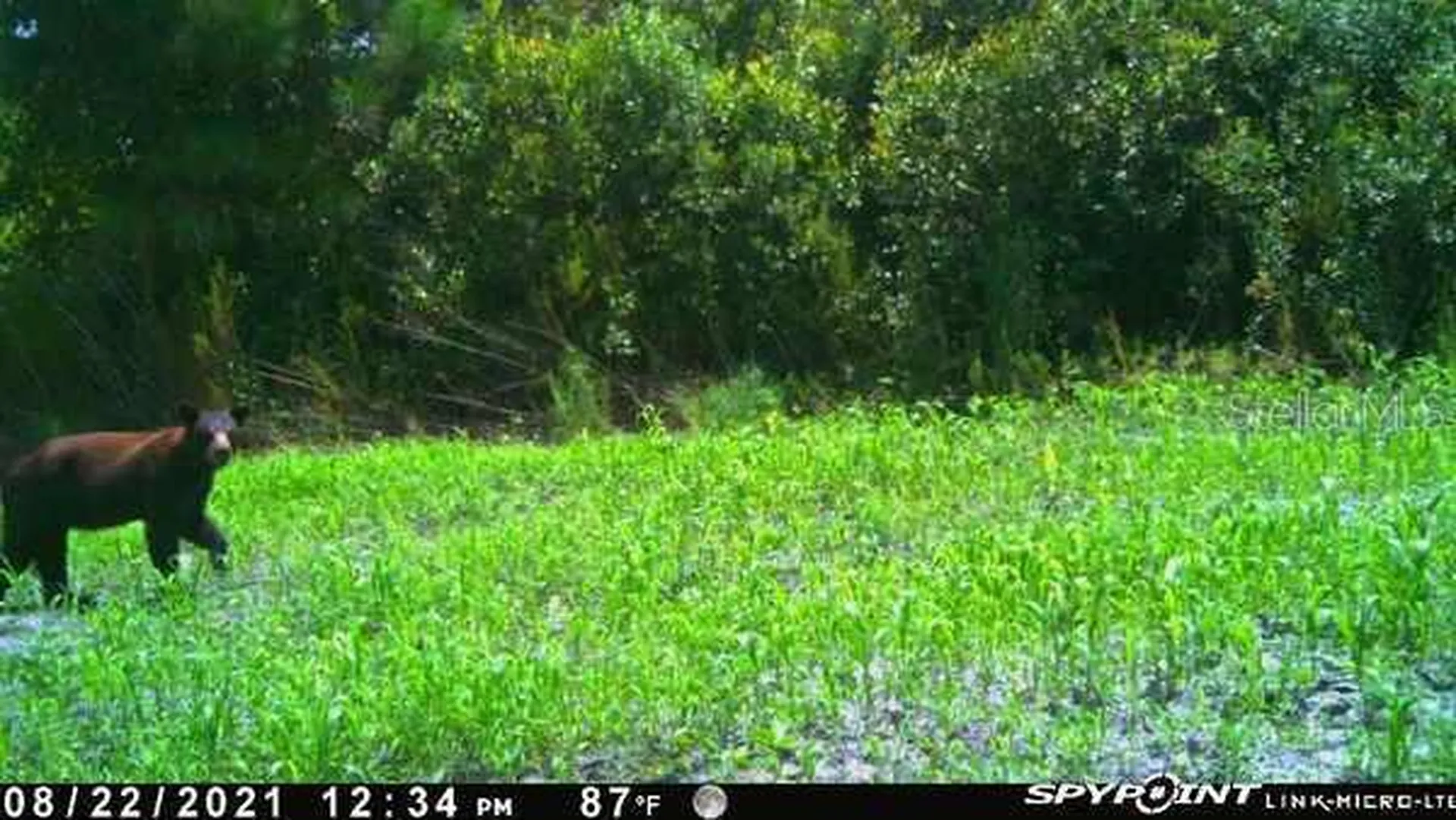 43820 Redlands Drive Deland FL 32720
