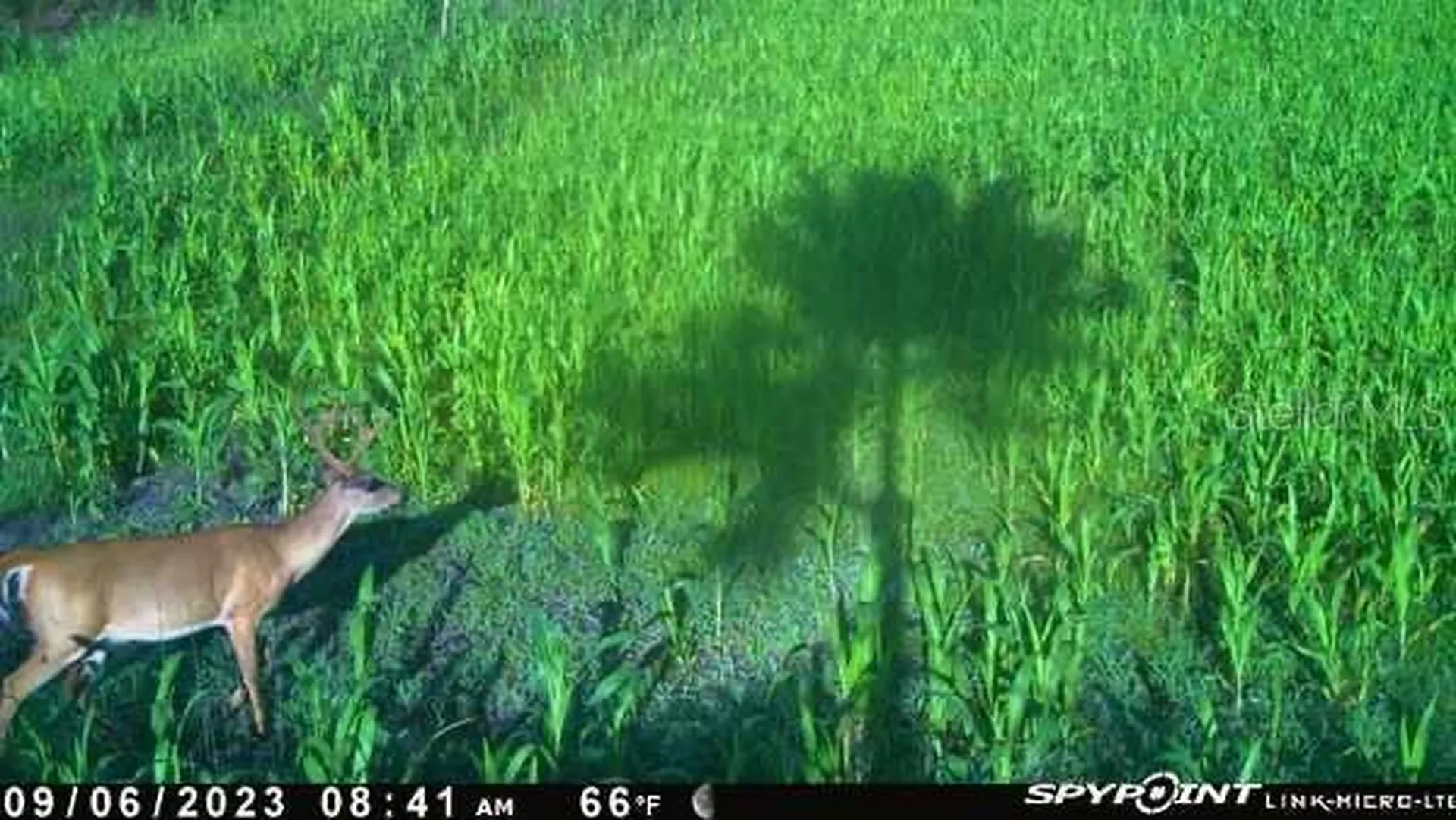 43820 Redlands Drive Deland FL 32720