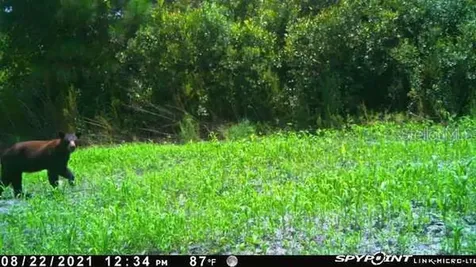 43820 Redlands Drive Deland FL 32720