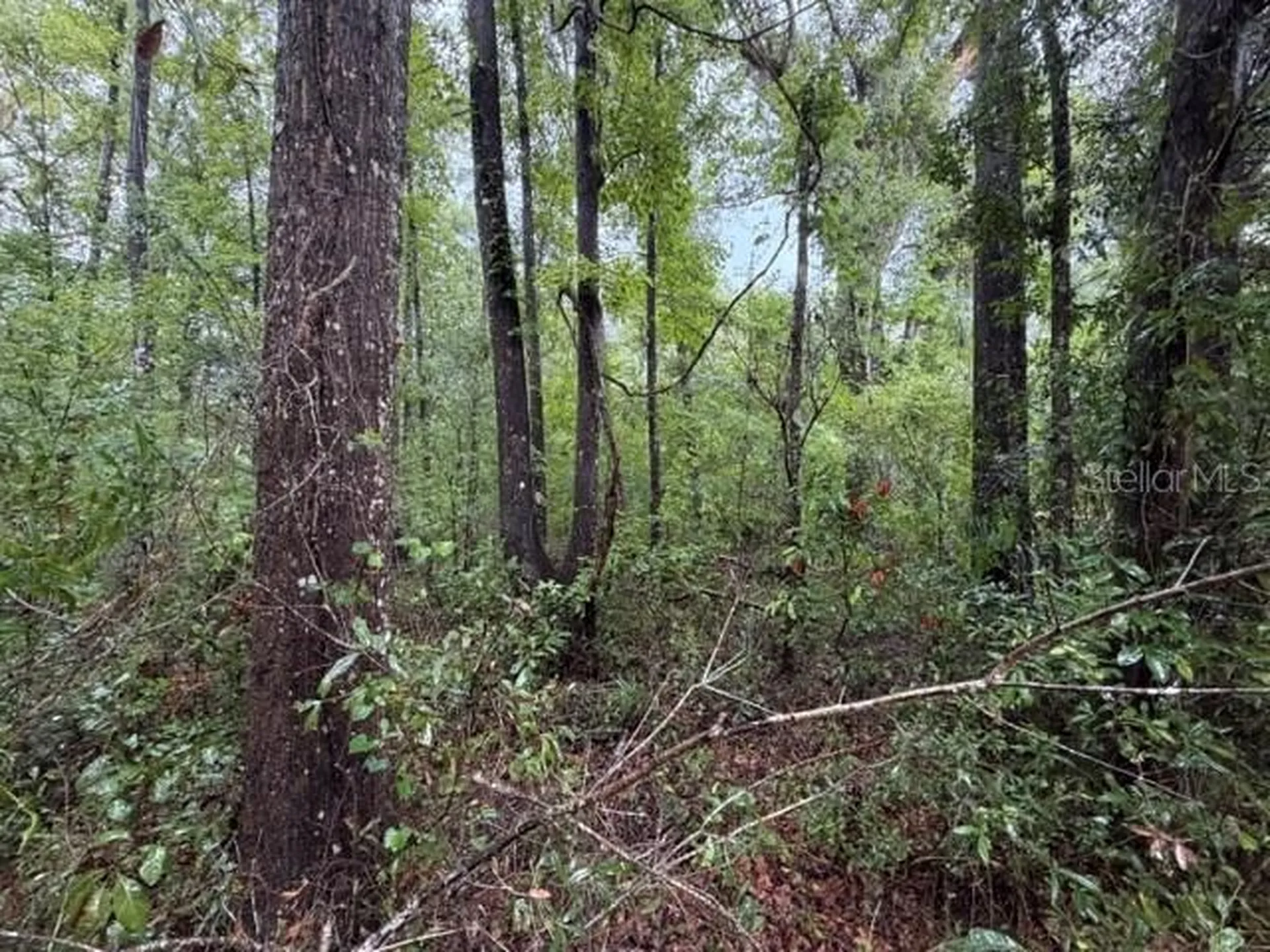 NE 312th Avenue Old Town FL 32680