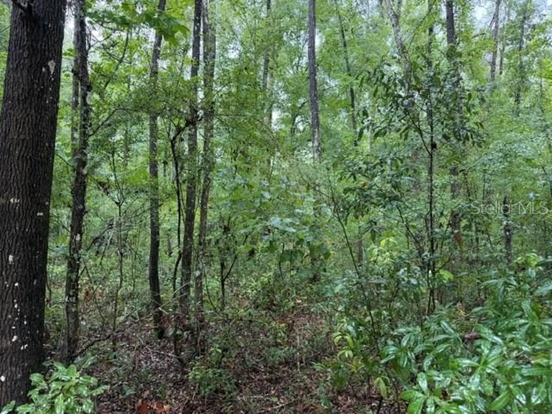 NE 312th Avenue Old Town FL 32680