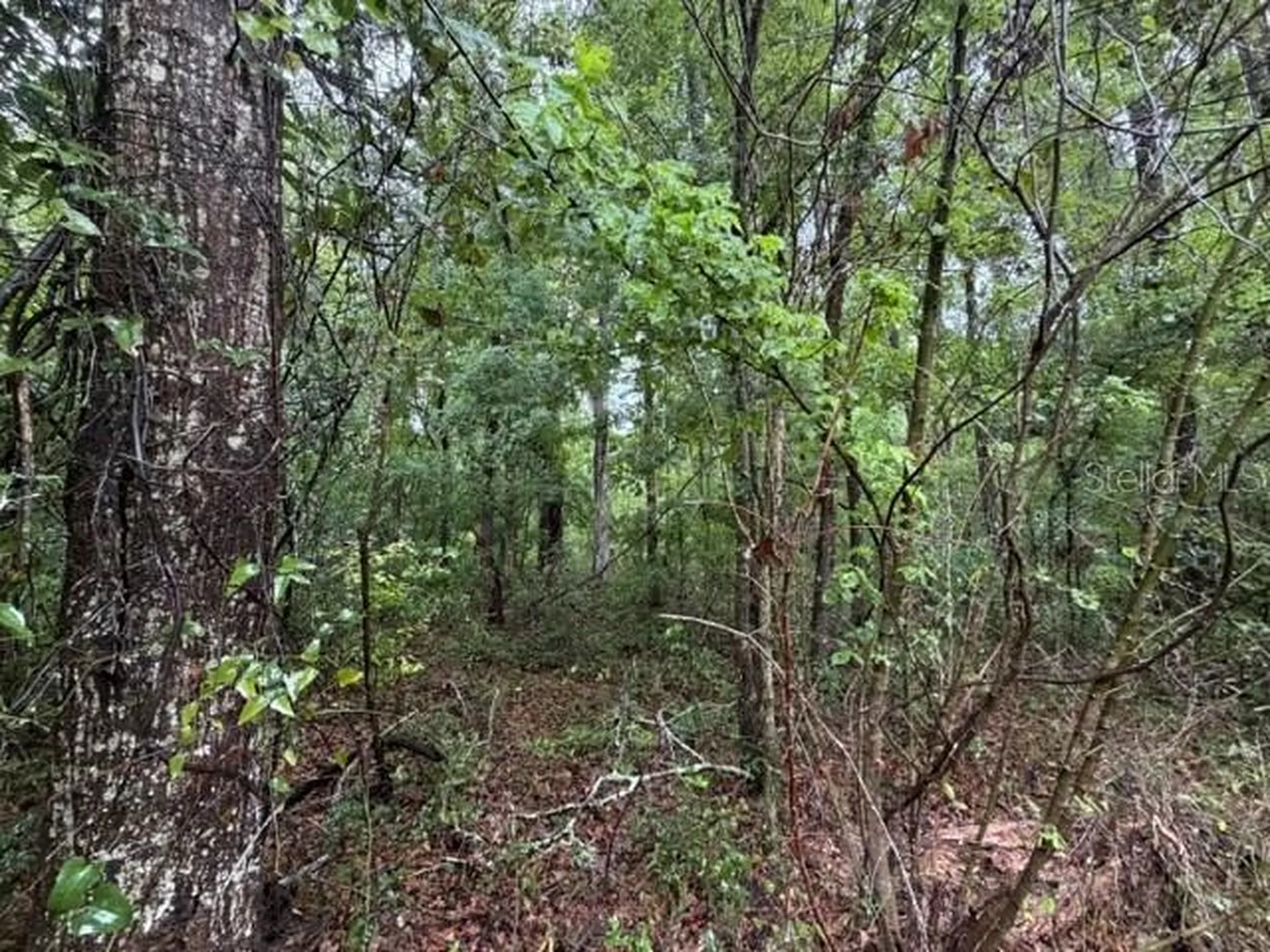 NE 312th Avenue Old Town FL 32680