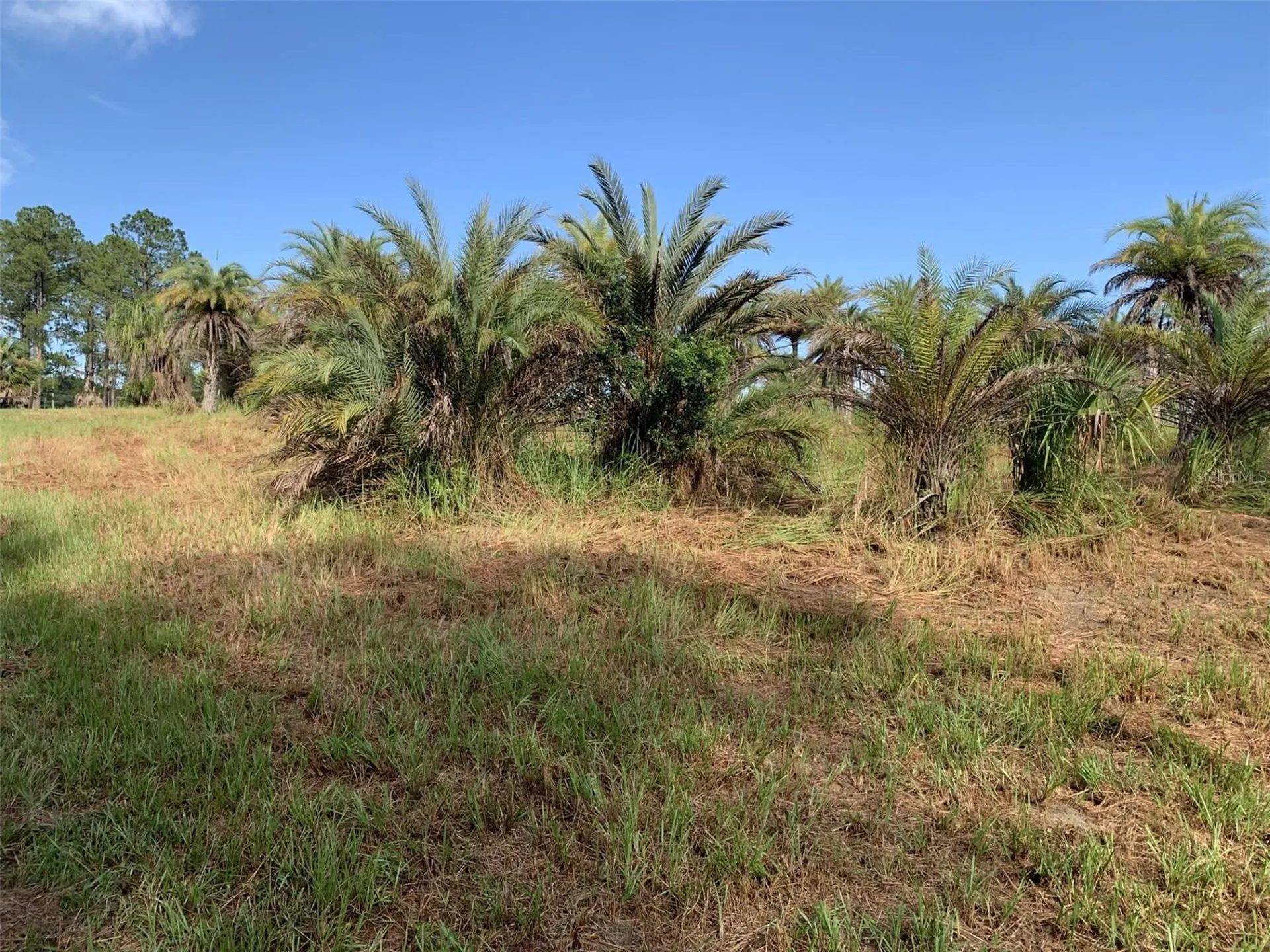 Dan Brown Hill Road Brooksville FL 34602