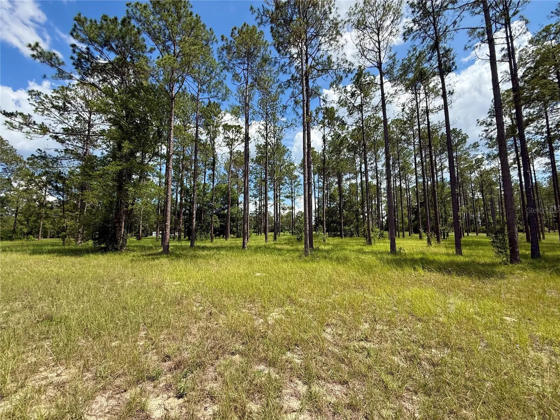 35135 Pinegate Trail Eustis FL 32736