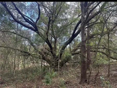 0 South Lake Hiawatha Drive Lady Lake FL 32159