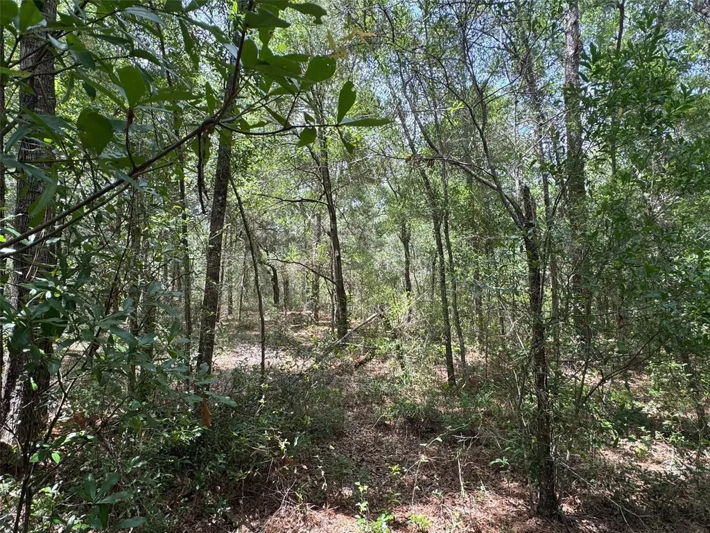 Tbd SW 59 Lane Dunnellon FL 34431