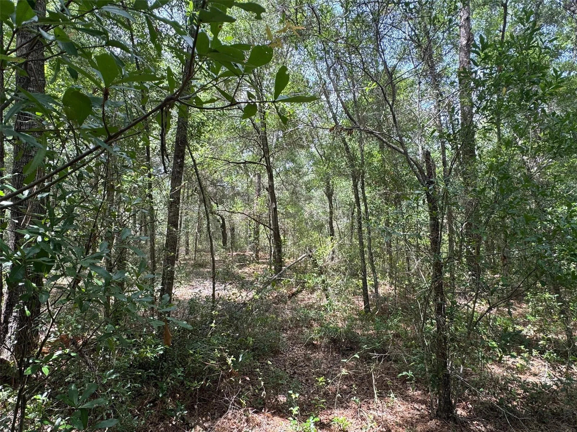 Tbd SW 59th Lane Dunnellon FL 34431