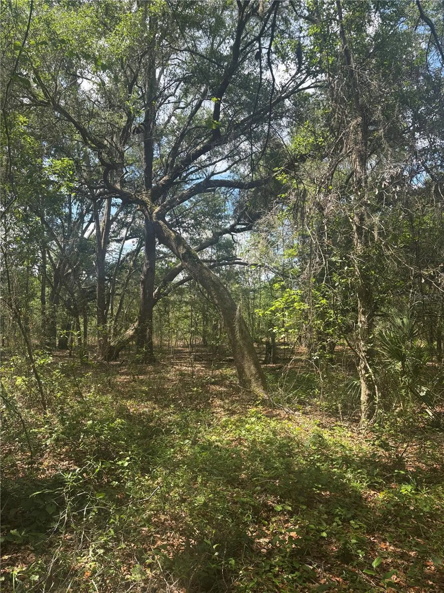 Deepwell Drive Brooksville FL 34602