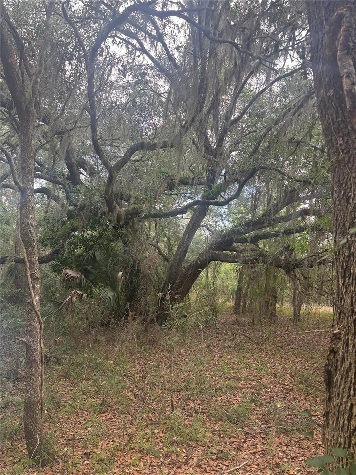 Deepwell Drive Brooksville FL 34602