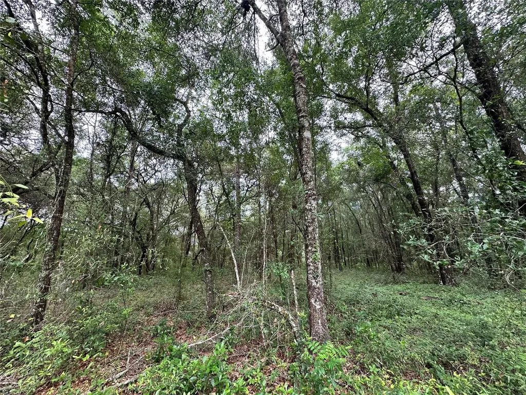 Tbd NE 65th Lane Bronson FL 32621