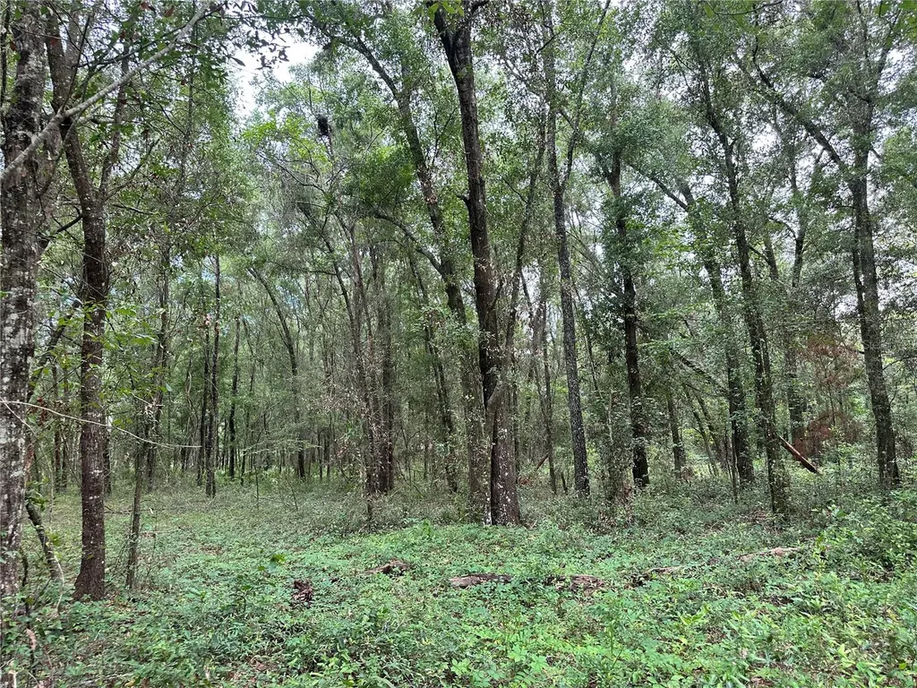 Tbd NE 65th Lane Bronson FL 32621