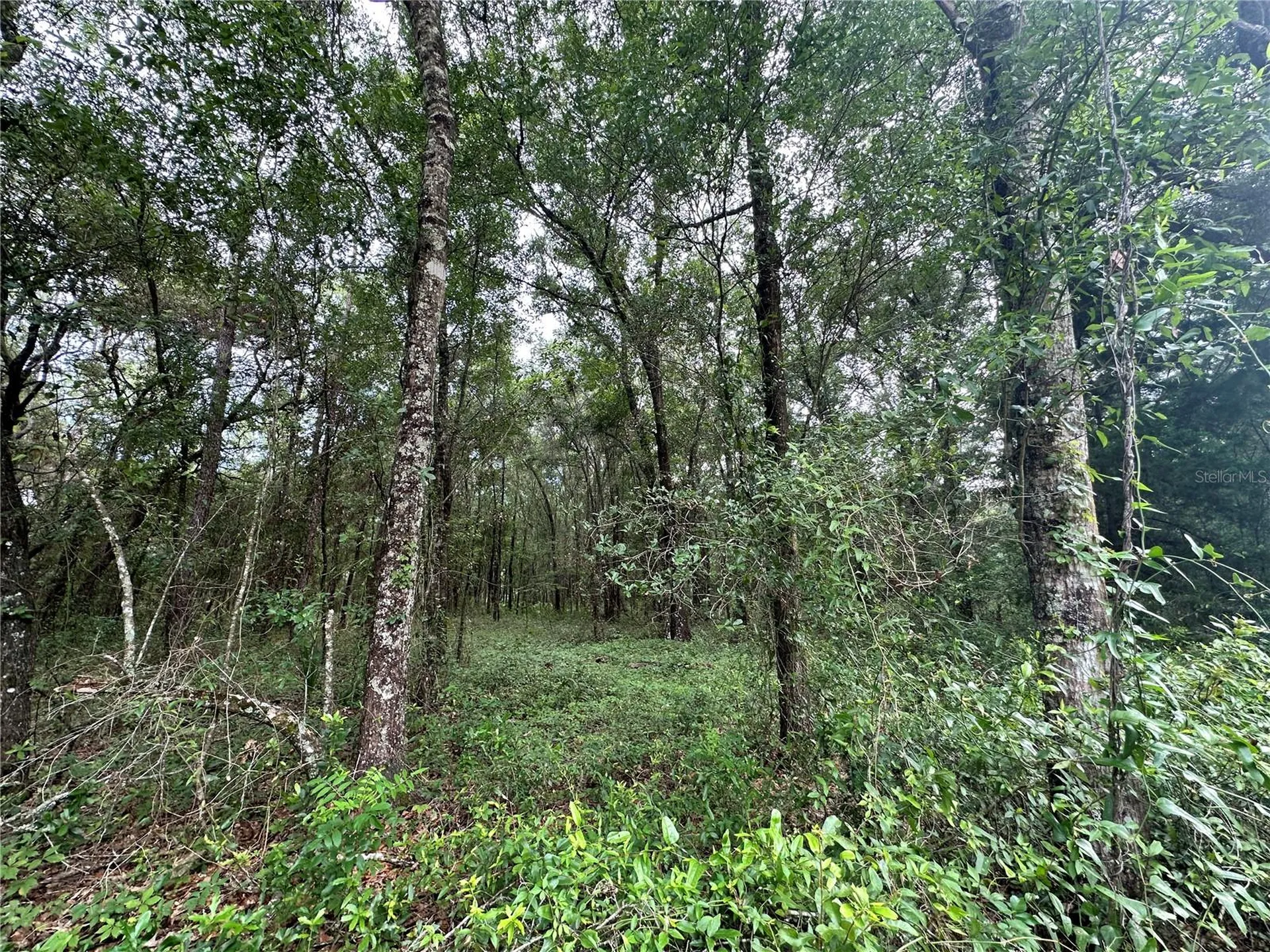 Tbd NE 65th Lane Bronson FL 32621