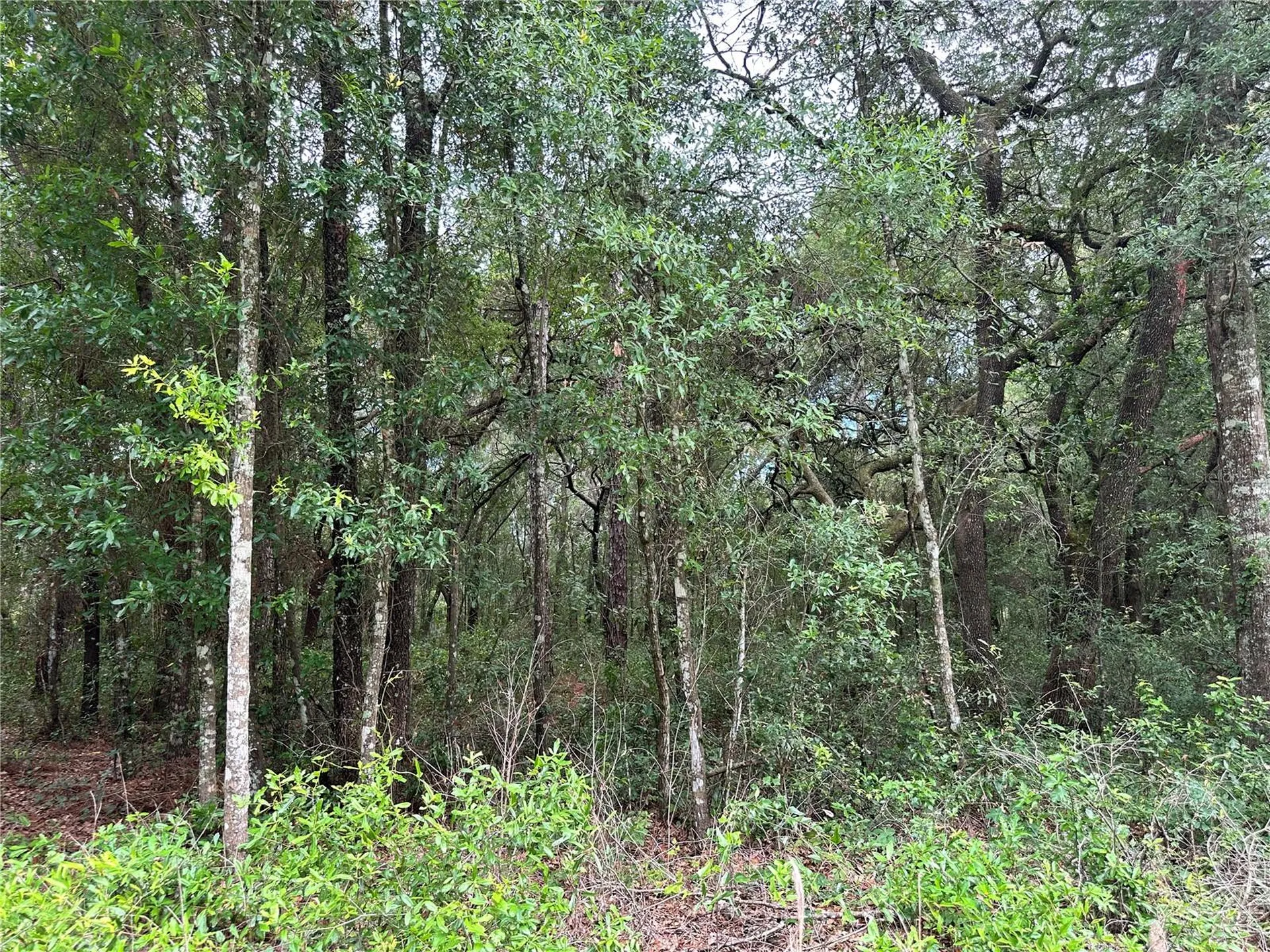 Tbd NE 65th Lane Bronson FL 32621