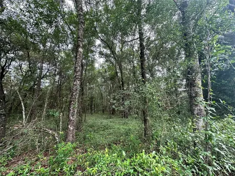 Tbd NE 65th Lane Bronson FL 32621