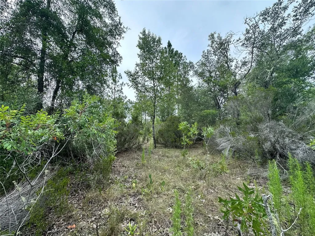 9191 NE 80th Street Bronson FL 32621