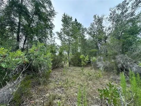 9191 NE 80th Street Bronson FL 32621