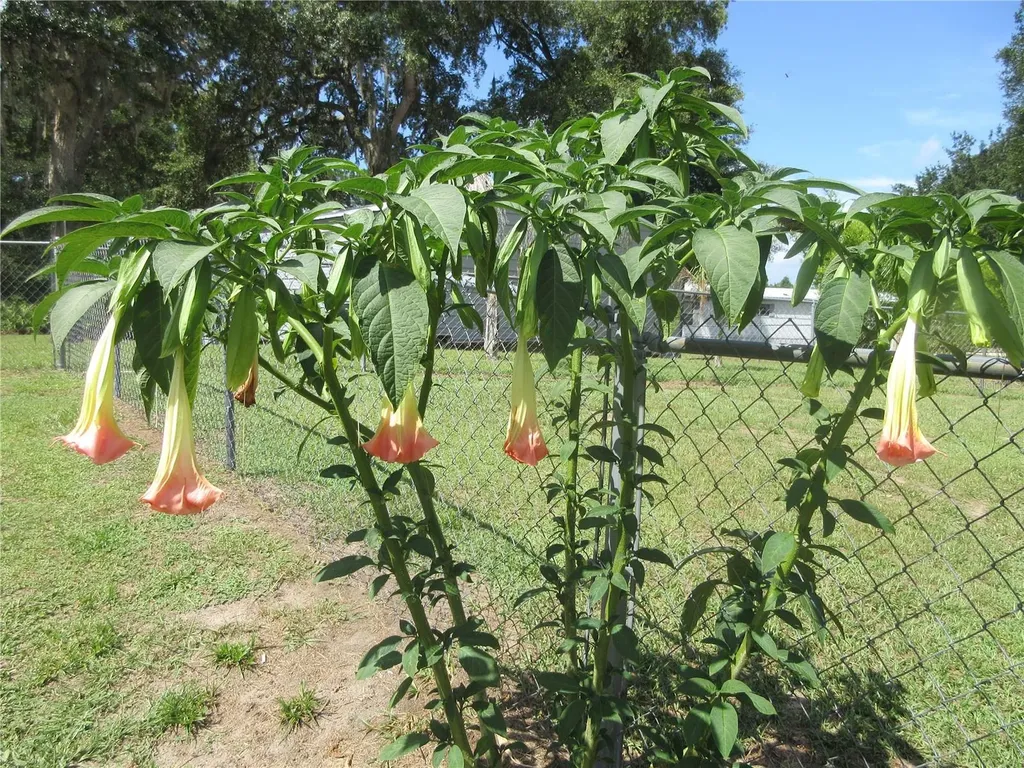 2300 SE 173rd Avenue Silver Springs FL 34488