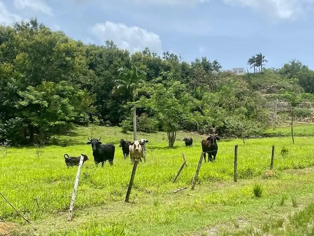 Pr 155 Ramal 646 Vega Baja PR 00693