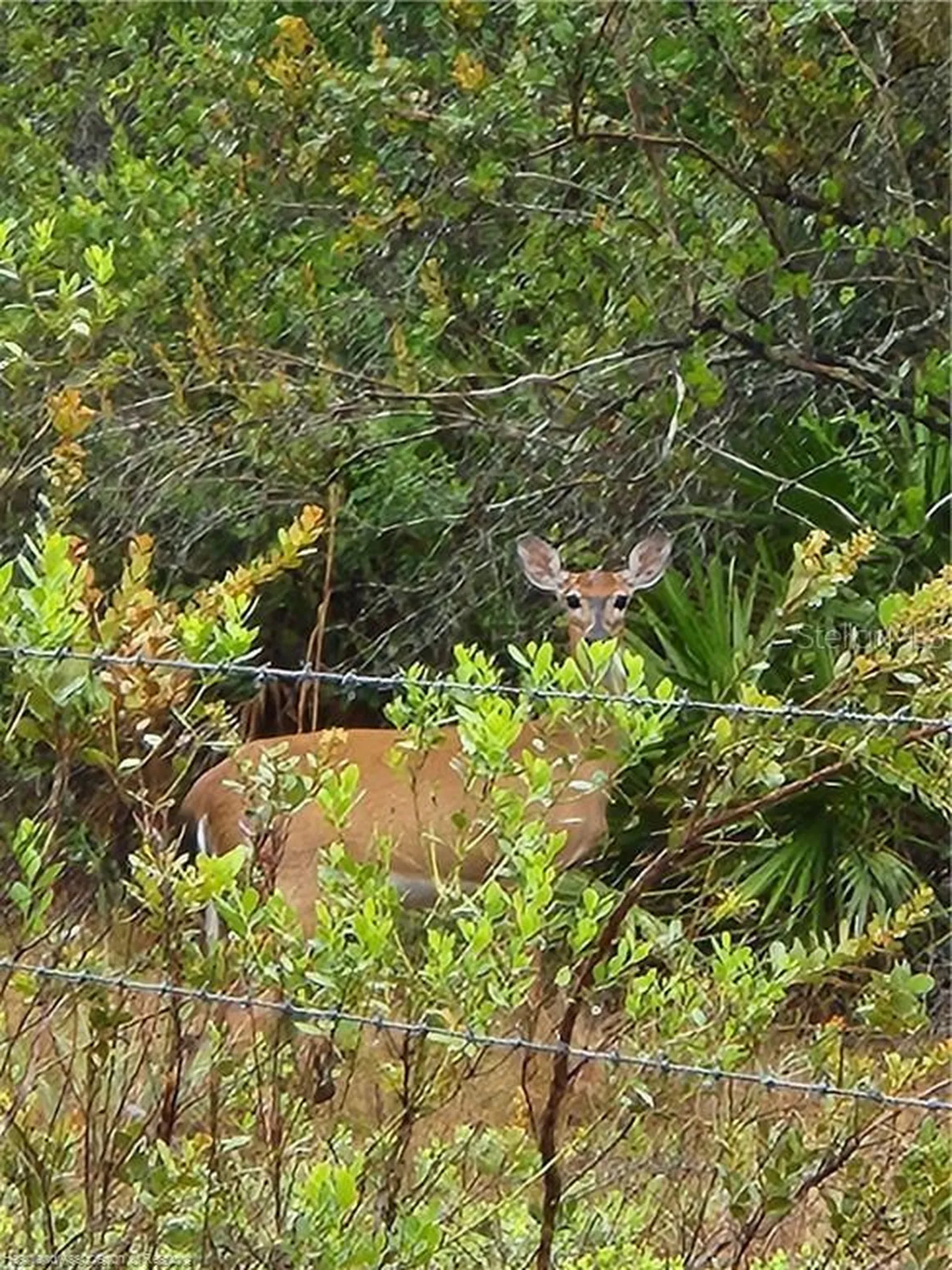 17470 County Road 731 Venus FL 33960