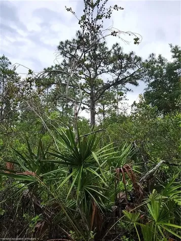 17470 County Road 731 Venus FL 33960