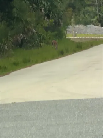 Tbd SW 129th Loop Ocala FL 34473