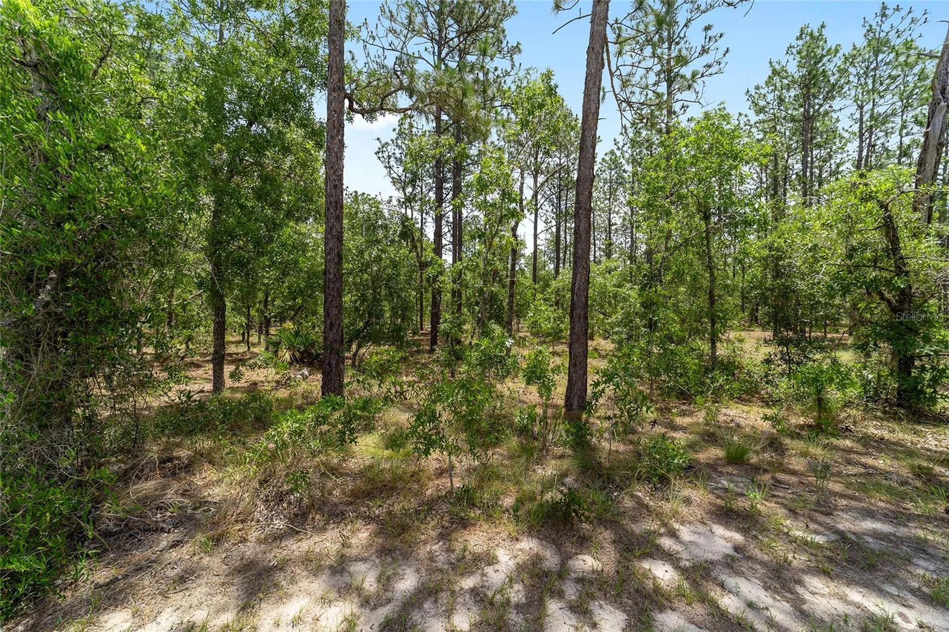 7035 SW 136th Court Road Ocala FL 34481