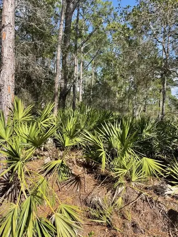 32 Fyfe Avenue Debary FL 32713