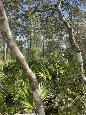 32 Fyfe Avenue Debary FL 32713