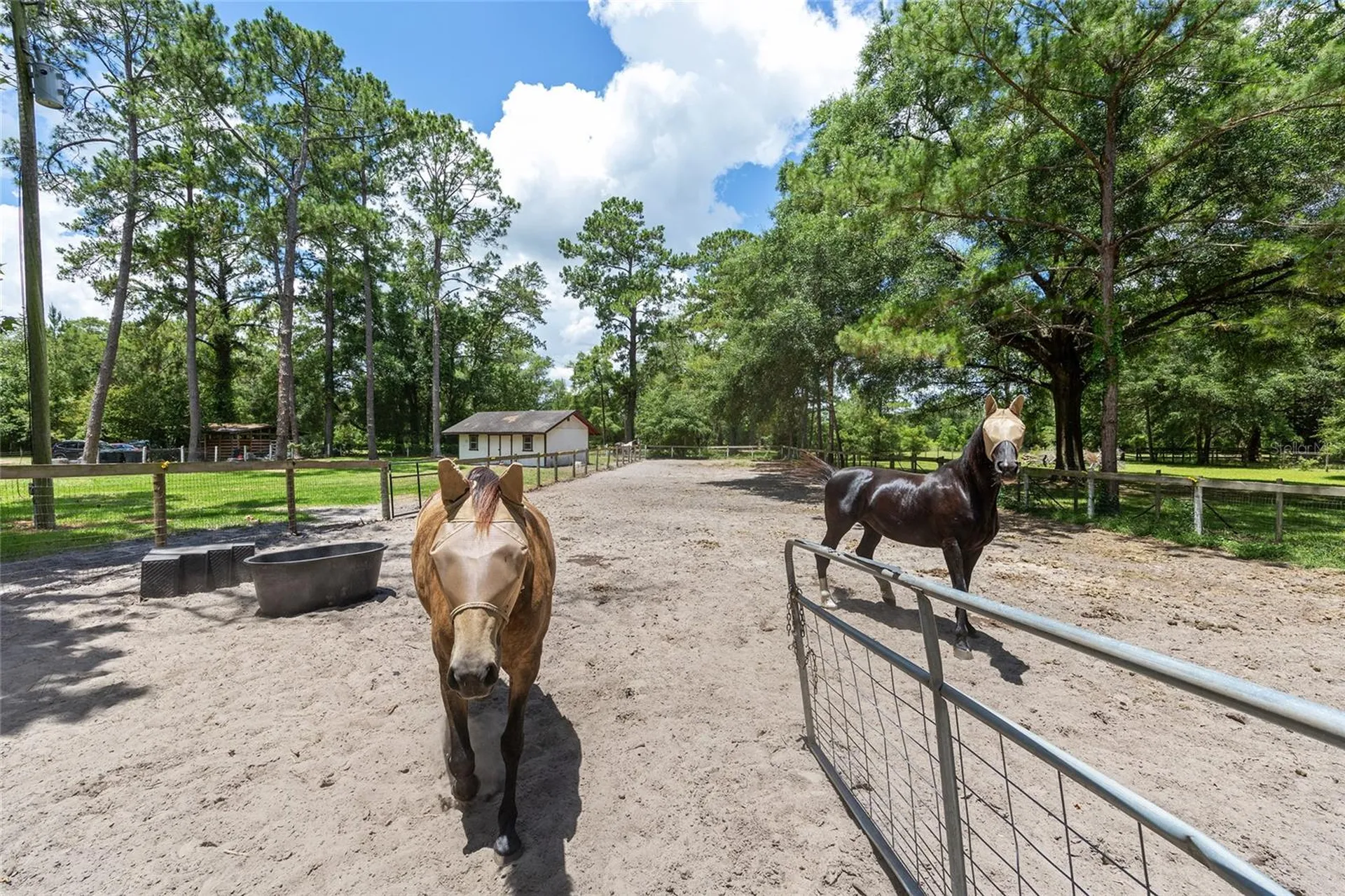 16353 NW 130 Street Williston FL 32696