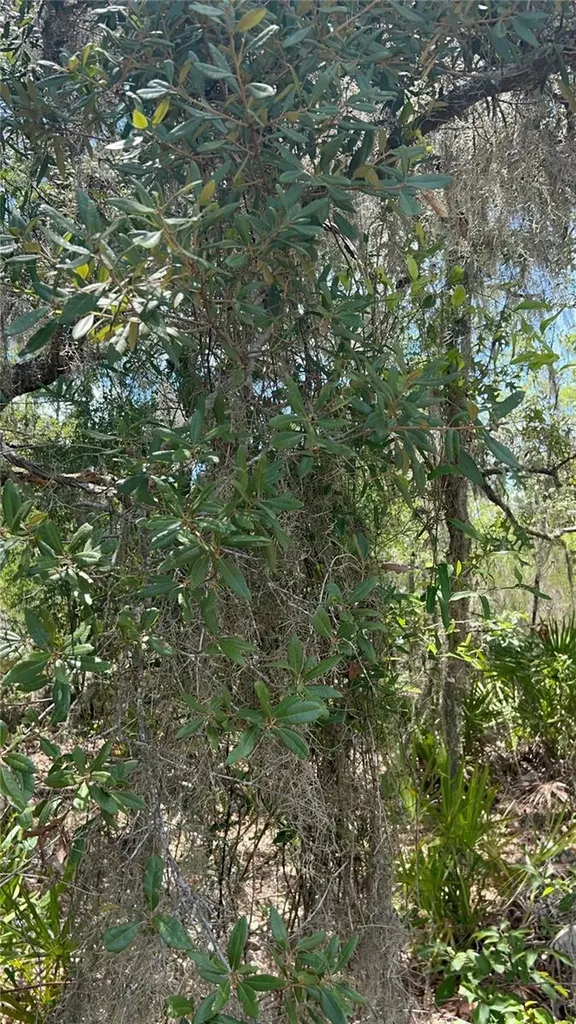 NE 101st Terrace Archer FL 32618