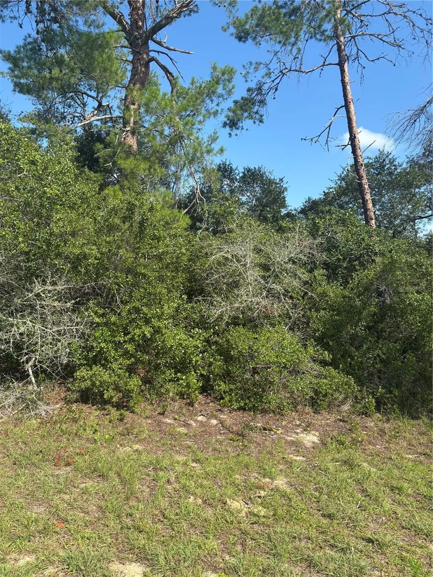 16698 SW 21st Circle Ocala FL 34473