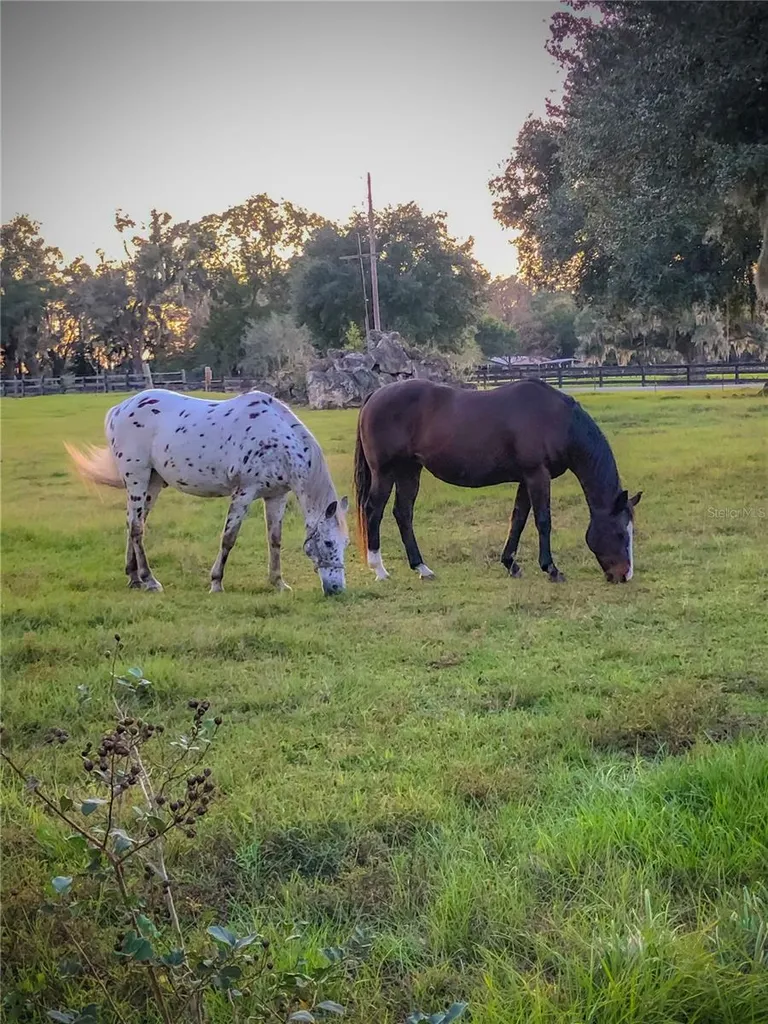 9897 NW 160 Avenue Morriston FL 32668