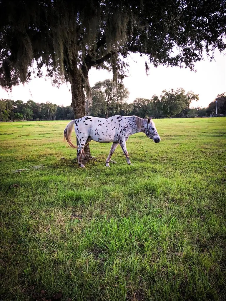 9897 NW 160 Avenue Morriston FL 32668