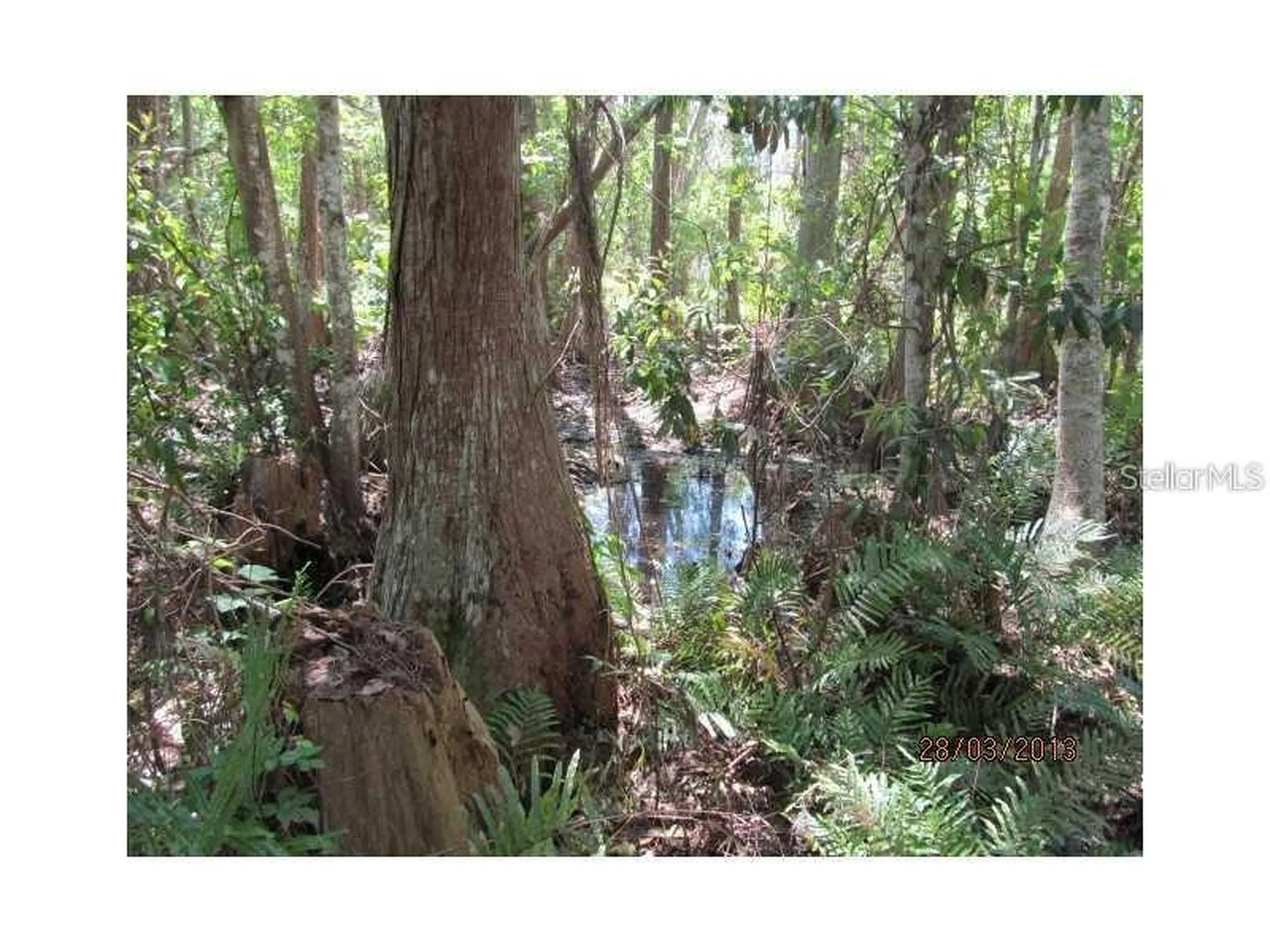 8944 Marigold Drive New Port Richey FL 34654