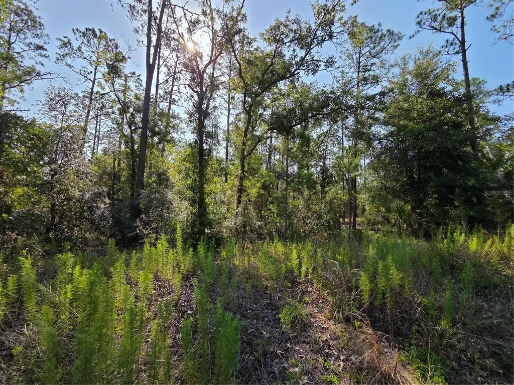 Lot 37 SW Hunter Hill Avenue Dunnellon FL 34431