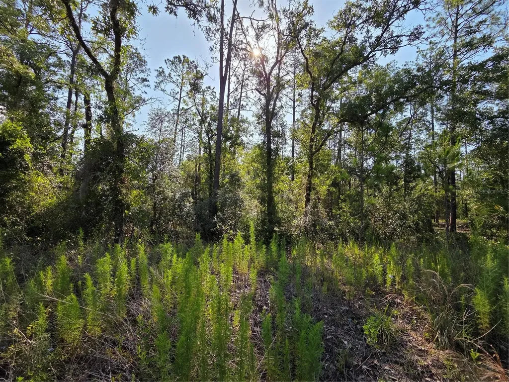 Lot 37 SW Hunter Hill Avenue Dunnellon FL 34431