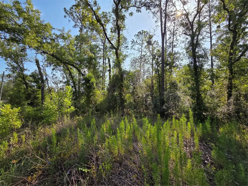 Lot 37 SW Hunter Hill Avenue Dunnellon FL 34431